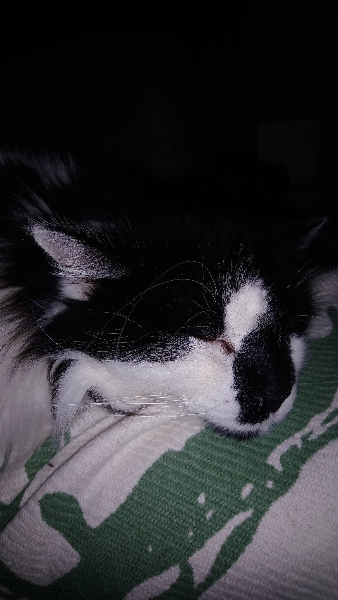 Hiko a rejoint le concours — aidez-le/la à gagner de superbes lots ! aegean_cat, black_and_white, carnivore, cat, domestic_short_haired_cat, eye, felidae, fur, kitten, nap, norwegian_forest_cat, nose, sleep, small_to_medium_sized_cats, snout, tail, whiskers