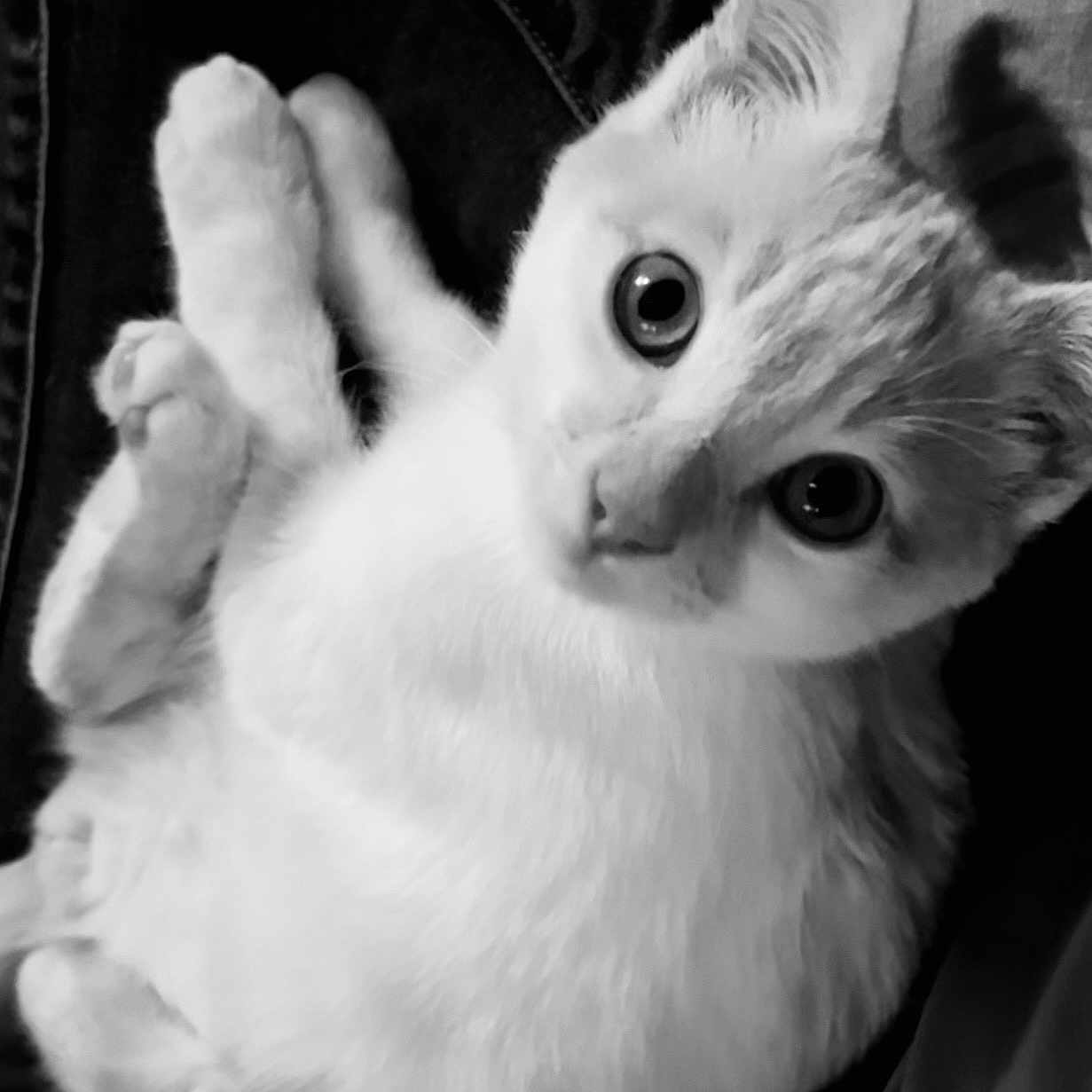 Finan is registered to the contest to win money with this photo: animal, black_and_white, cat, close_up, cozy, curious, cute, domestic, ears, eyes, feline, fur, indoor, looking_up, mammal, pet, portrait, resting, soft, whiskers