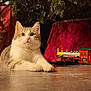 Snowbel a rejoint le concours — aidez-le/la à gagner de superbes lots ! animal, cat, christmas_lights, christmas_tree, cozy, curious, cute, decorations, domestic, feline, festive, floor, fluffy, holiday, indoor, laying_down, paws, pet, toy_train, whiskers