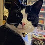 cat, black_and_white, pet, close_up, collar, bell, whiskers, indoor, feline, animal, fur, face, ears, pink_nose, looking_away, domestic, household, blurred_background, resting, calm