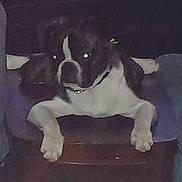 Abby is registered to the contest to win money with this photo: dog, pet, indoor, furniture, animal, lying_down, paws, dark, blurry, collar, resting, canine, home, relaxed, cute, companion, mammal, fur, guarding, shadow