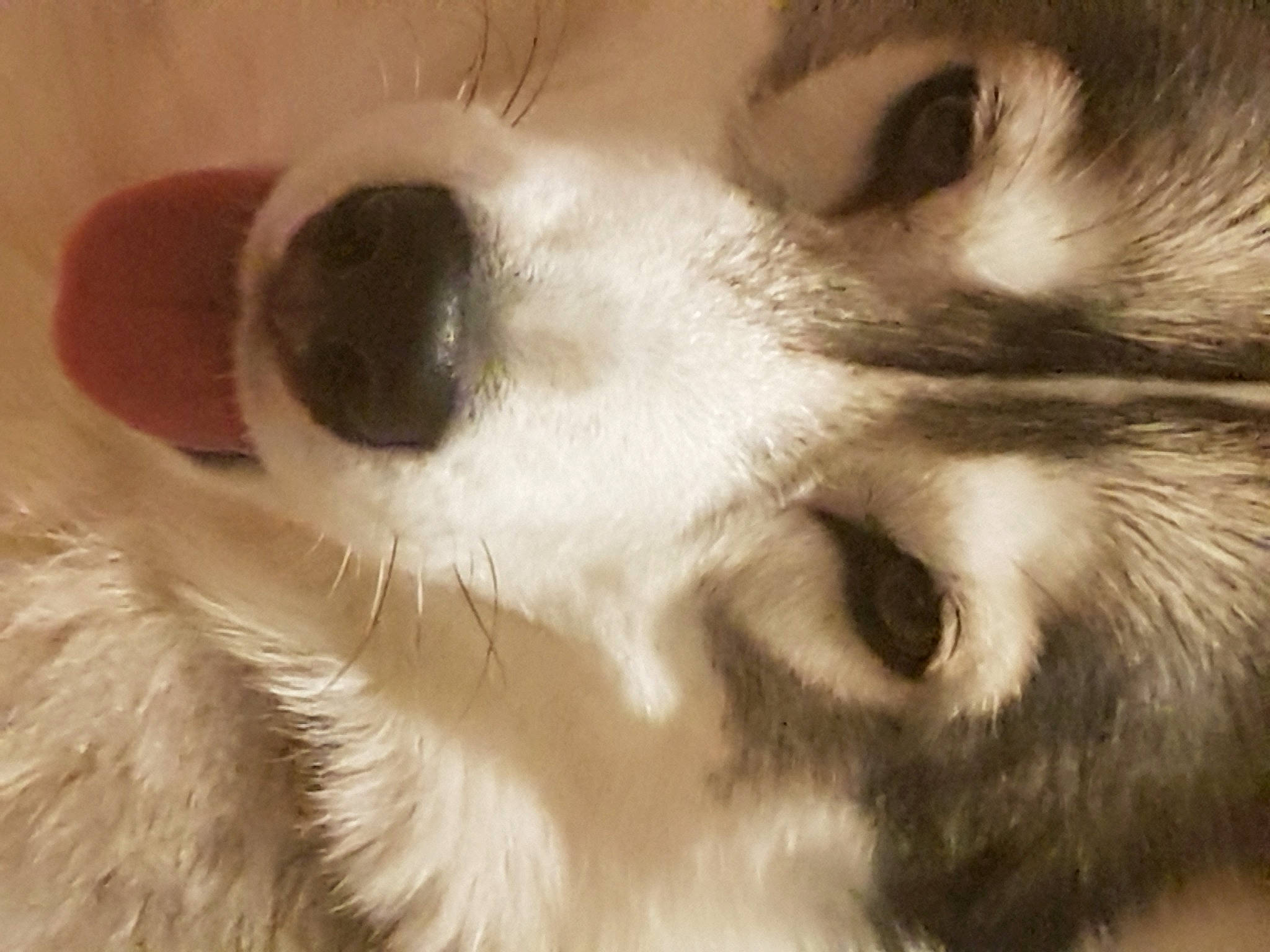 Roxy a rejoint le concours — aidez-le/la à gagner de superbes lots ! carnivore, cat, claw, close_up, companion_dog, domestic_short_haired_cat, ear, eye, eyebrow, eyelash, felidae, fur, iris, jaw, nose, paw, small_to_medium_sized_cats, snout, terrestrial_animal, whiskers