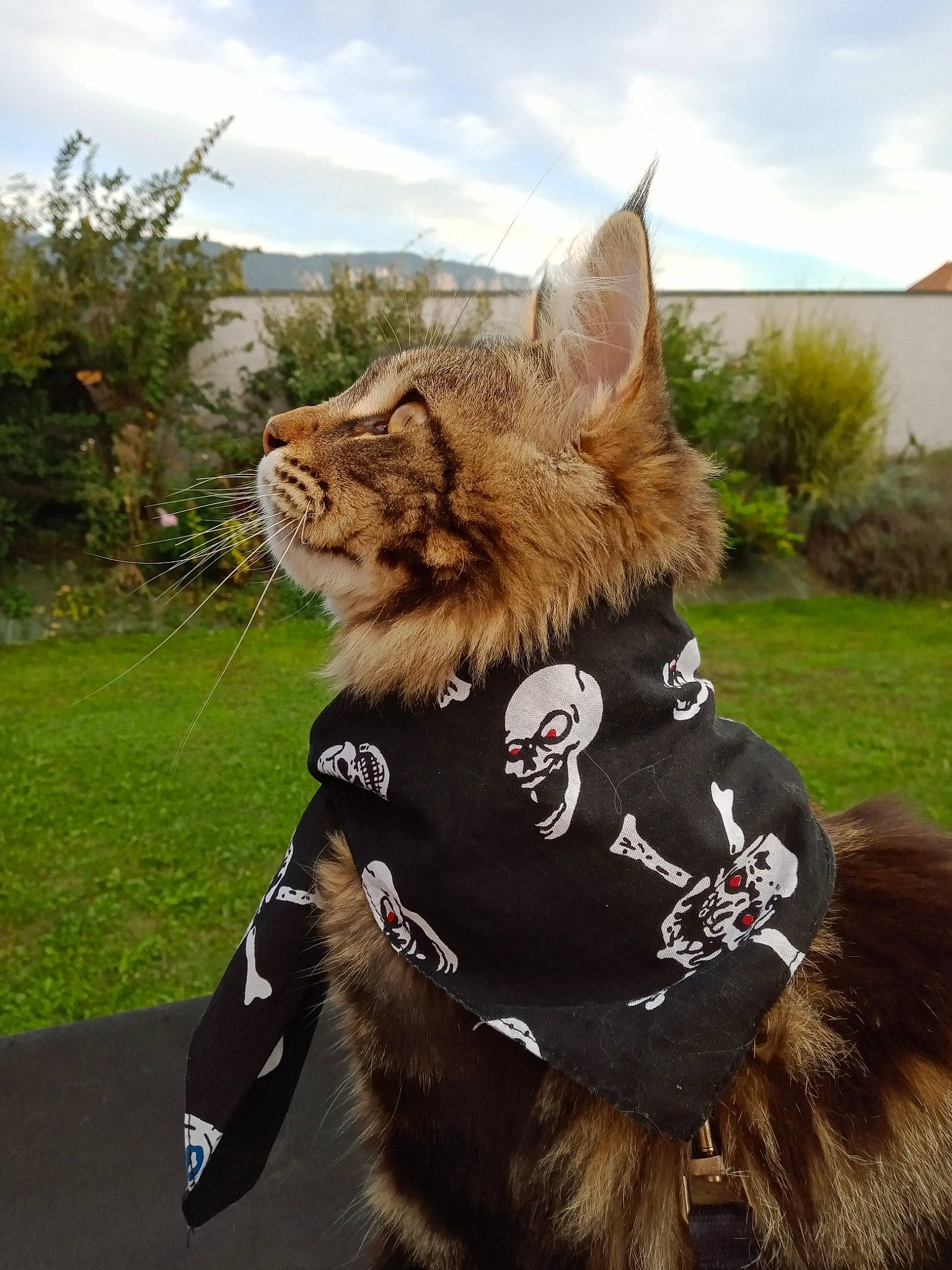 Scar participe au concours pour gagner de l'argent avec cette photo : canidae, carnivore, cat, cloud, companion_dog, dog_breed, fawn, felidae, fur, grass, leash, plant, sky, small_to_medium_sized_cats, snout, tail, terrestrial_animal, tree, whiskers, wildlife