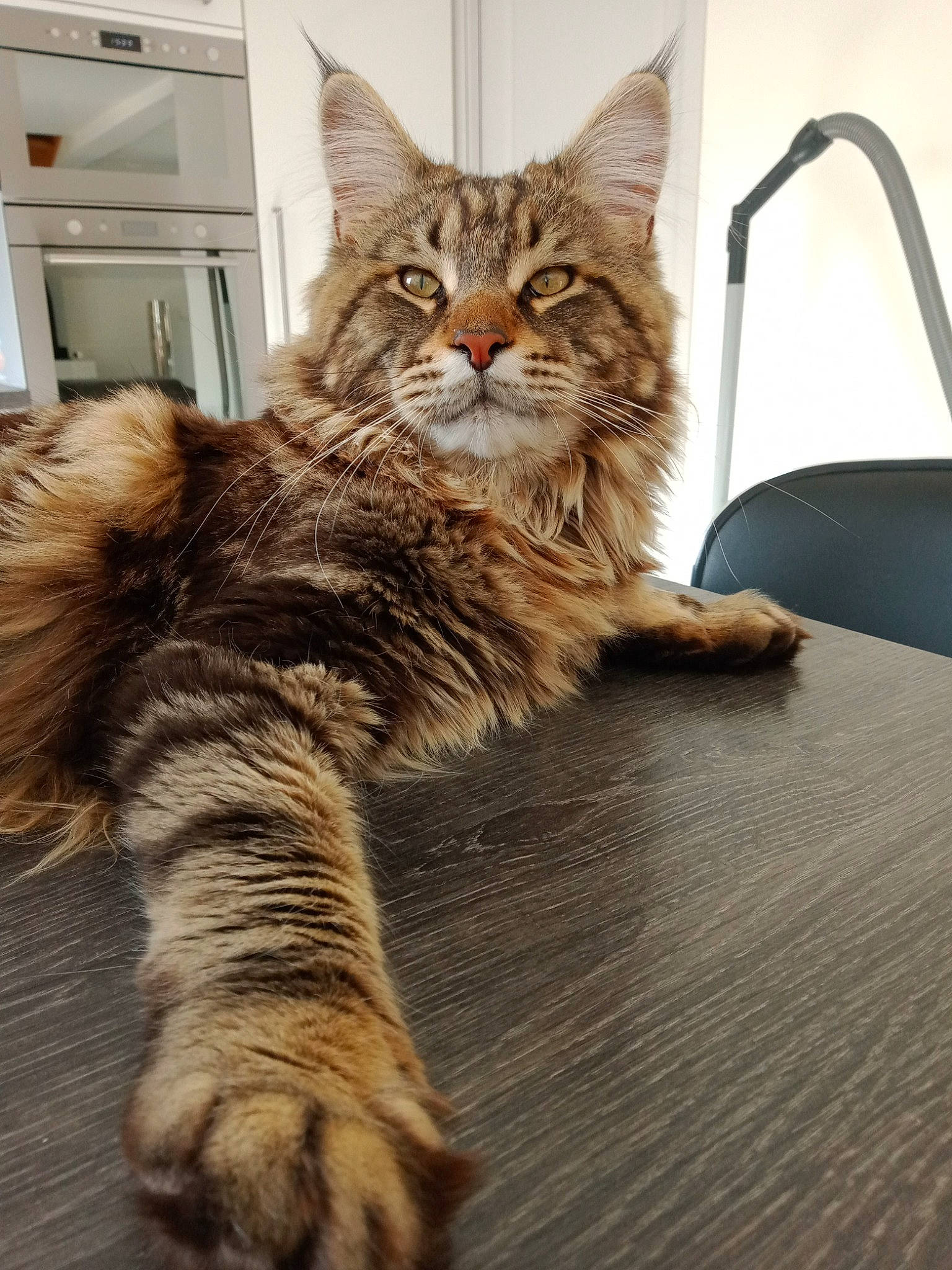 Scar participe au concours pour gagner de l'argent avec cette photo : carnivore, cat, claw, comfort, domestic_short_haired_cat, fawn, felidae, flooring, fur, hardwood, maine_coon, paw, sitting, small_to_medium_sized_cats, snout, tail, terrestrial_animal, tree, whiskers, wood