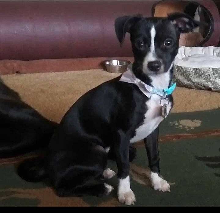 Sweet Pea joined the competition — help win amazing prizes! carnivore, collar, companion_dog, couch, dog, dog_breed, dog_collar, dog_supply, non_sporting_group, paw, small_terrier, tail, terrier, toy_dog, whiskers, working_animal, working_dog