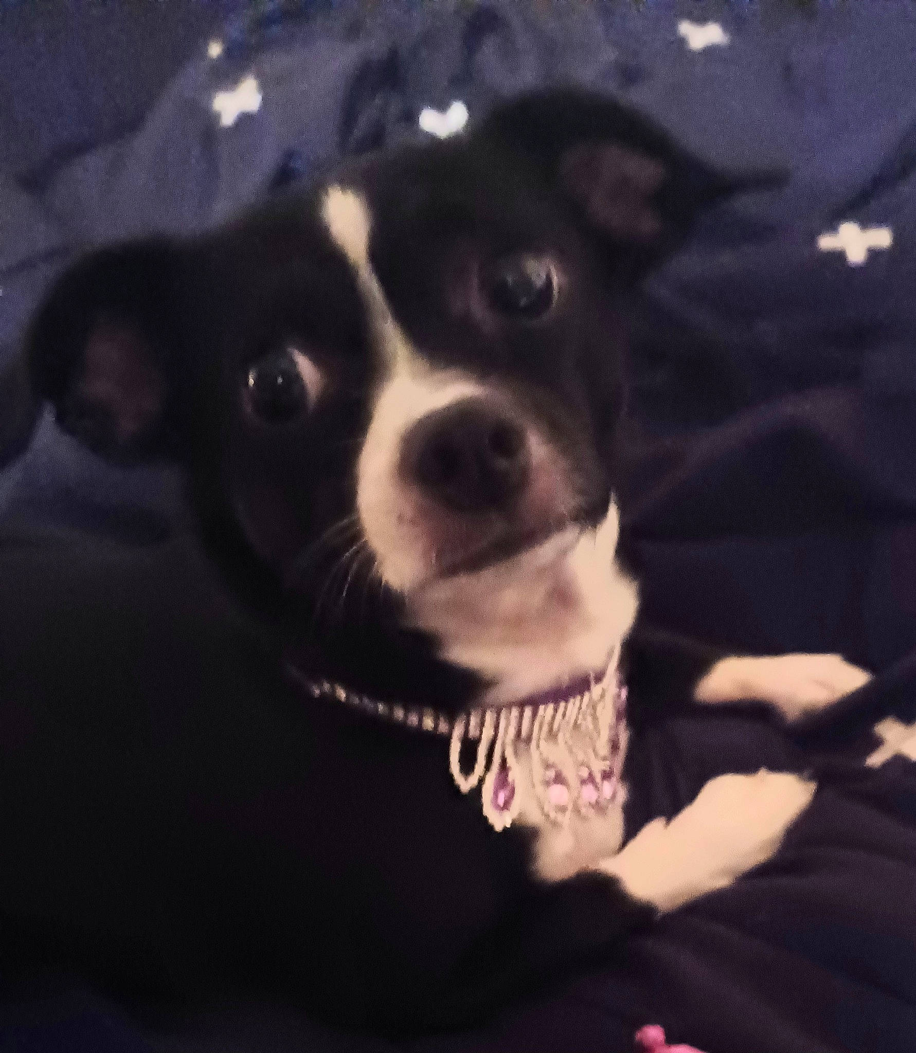 Sweet Pea is registered to the contest to win money with this photo: canidae, carnivore, cloud, collar, companion_dog, darkness, dog, dog_breed, dog_collar, ear, eyewear, fur, jewellery, metal, non_sporting_group, snout, sporting_group, toy_dog, whiskers, working_animal