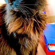 Roxy is registered to the contest to win money with this photo: cat, black_cat, fluffy_fur, yellow_eyes, whiskers, sitting, indoor, feline, pet, closeup, fur_texture, office_supplies, binder, red_binder, blue_binder, table, domestic_animal, curious, portrait, animal