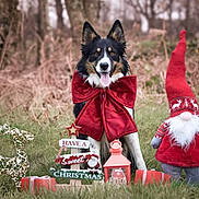 Undy participe au concours pour gagner de l'argent avec cette photo : animal, bow, celebration, christmas, cute, decoration, dog, festive, gnome, grass, holiday, lantern, nature, outdoor, pet, present, reindeer, smiling, tongue_out, winter