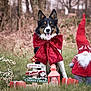 animal, bow, celebration, christmas, cute, decoration, dog, festive, gnome, grass, holiday, lantern, nature, outdoor, pet, present, reindeer, smiling, tongue_out, winter