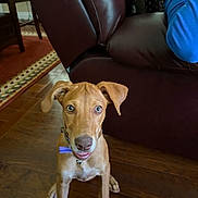 Lola is registered to the contest to win money with this photo: dog, puppy, indoor, wooden_floor, leather_couch, brown, blue_shirt, pet, animal, ears, collar, flooring, looking_up, sitting, curious, brown_dog, household, furniture, person_partial, domestic