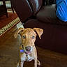 dog, puppy, indoor, wooden_floor, leather_couch, brown, blue_shirt, pet, animal, ears, collar, flooring, looking_up, sitting, curious, brown_dog, household, furniture, person_partial, domestic