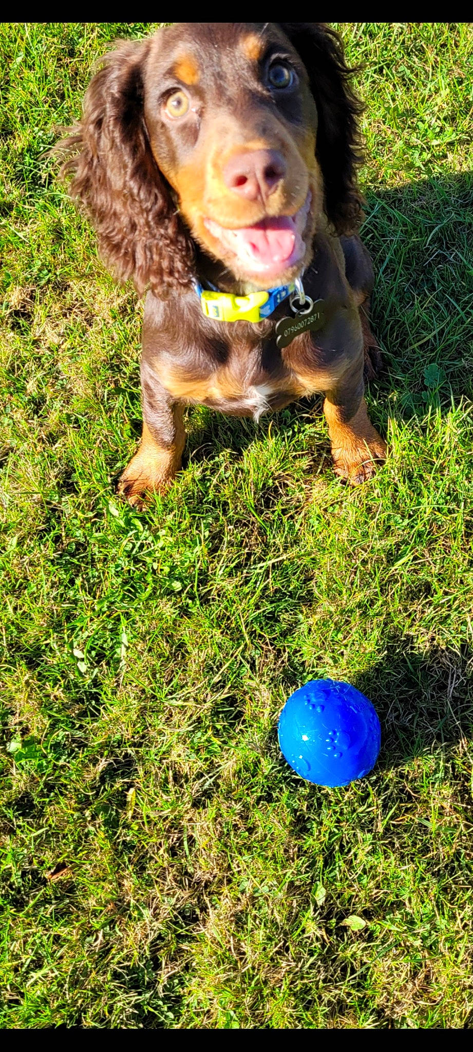 Athur is registered to the contest to win money with this photo: ball, balloon, carnivore, companion_dog, dog, dog_breed, electric_blue, fawn, grass, green, lawn, liver, people_in_nature, plant, soccer_ball, sporting_group, sports_equipment, tail, toy, working_animal