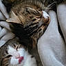 Hermes participe au concours pour gagner de l'argent avec cette photo : cat, sleeping, licking, tongue_out, fur, cozy, blanket, resting, cute, pet, animal, tabby, white_fur, close_up, indoor, relaxed, whiskers, face, companion, snuggle