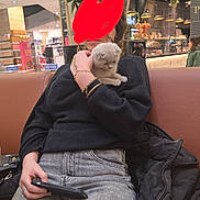 Hermes participe au concours pour gagner de l'argent avec cette photo : person, kitten, cat, indoor, couch, black_sweater, jeans, plant, shopping_center, table, phone, bracelet, jacket, casual, seated, holding, cute, fluffy, relaxed, public_space