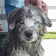 Murphy is registered to the contest to win money with this photo: puppy, dog, muddy, blue_eyes, pet, animal, cute, playful, outdoor, grass, hand, fur, portrait, young_dog, looking_at_camera, wet, house_siding, person, close_up, adorable