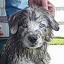 puppy, dog, muddy, blue_eyes, pet, animal, cute, playful, outdoor, grass, hand, fur, portrait, young_dog, looking_at_camera, wet, house_siding, person, close_up, adorable