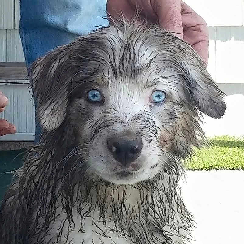 Murphy is registered to the contest to win money with this photo: adorable, animal, blue_eyes, close_up, cute, dog, fur, grass, hand, house_siding, looking_at_camera, muddy, outdoor, person, pet, playful, portrait, puppy, wet, young_dog