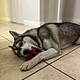Miley is registered to the contest to win money with this photo: dog, husky, pet, playing, toy, indoor, floor, tile, canine, animal, mouth, paw, lying_down, playful, fur, eyes, muzzle, house, background_blur, domestic