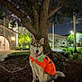 Miley is registered to the contest to win money with this photo: dog, husky, costume, pumpkin, tree, night, urban, streetlight, leash, pet, animal, outdoor, festive, happy, sitting, park, nature, cute, portrait, canine
