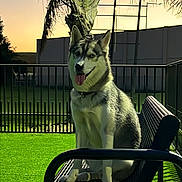Miley is registered to the contest to win money with this photo: dog, husky, bench, outdoor, fence, grass, palm_tree, sunset, pet, animal, tongue_out, sitting, shadow, nature, yard, metal, canine, portrait, happy, domestic_animal