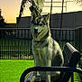 dog, husky, bench, outdoor, fence, grass, palm_tree, sunset, pet, animal, tongue_out, sitting, shadow, nature, yard, metal, canine, portrait, happy, domestic_animal