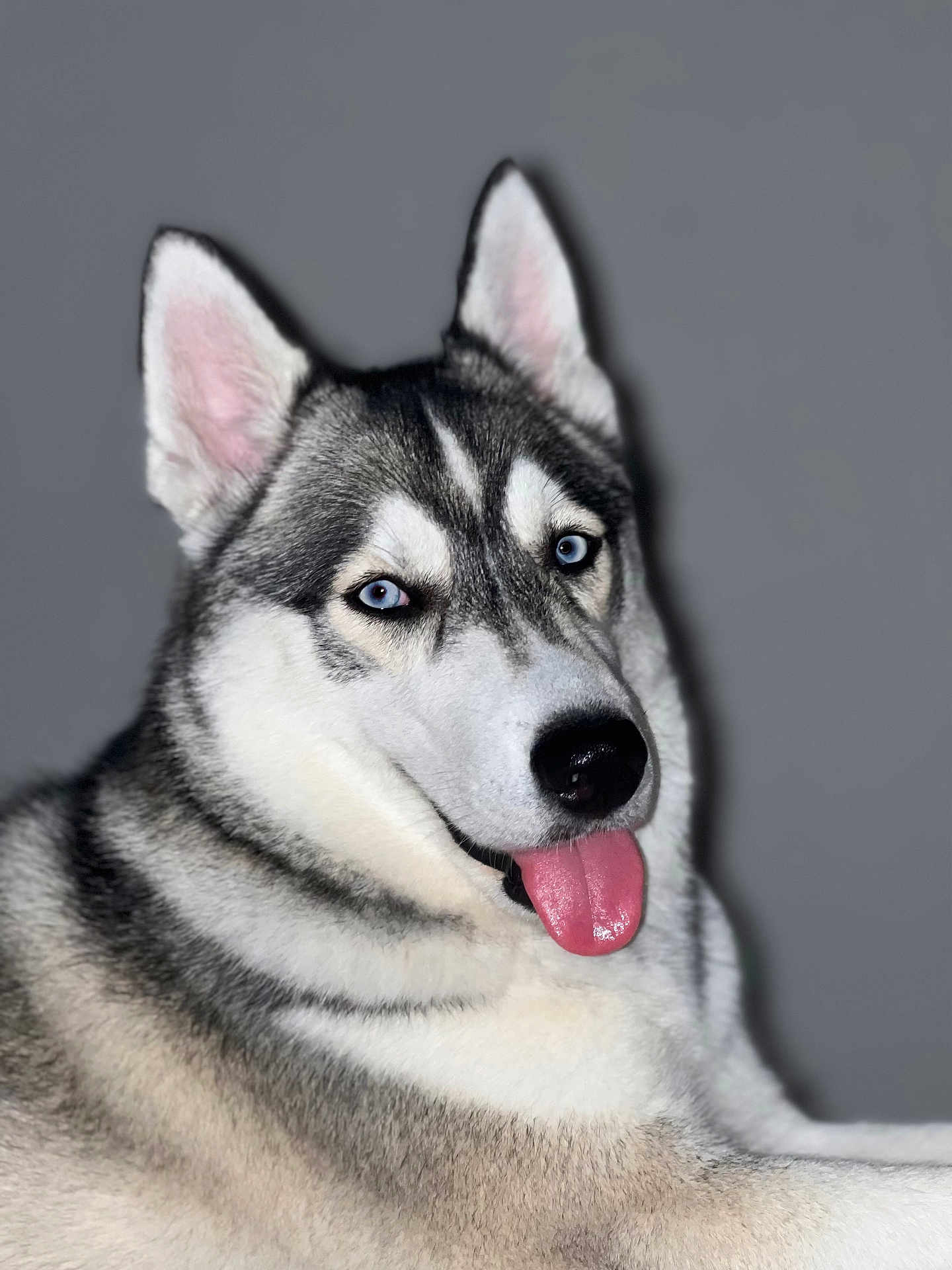 Miley joined the competition — help win amazing prizes! dog, siberian_husky, blue_eyes, tongue_out, pet, animal, fur, portrait, close_up, canine, cute, indoor, gray_background, mammal, friendly, fluffy, ears, snout, nose, whiskers