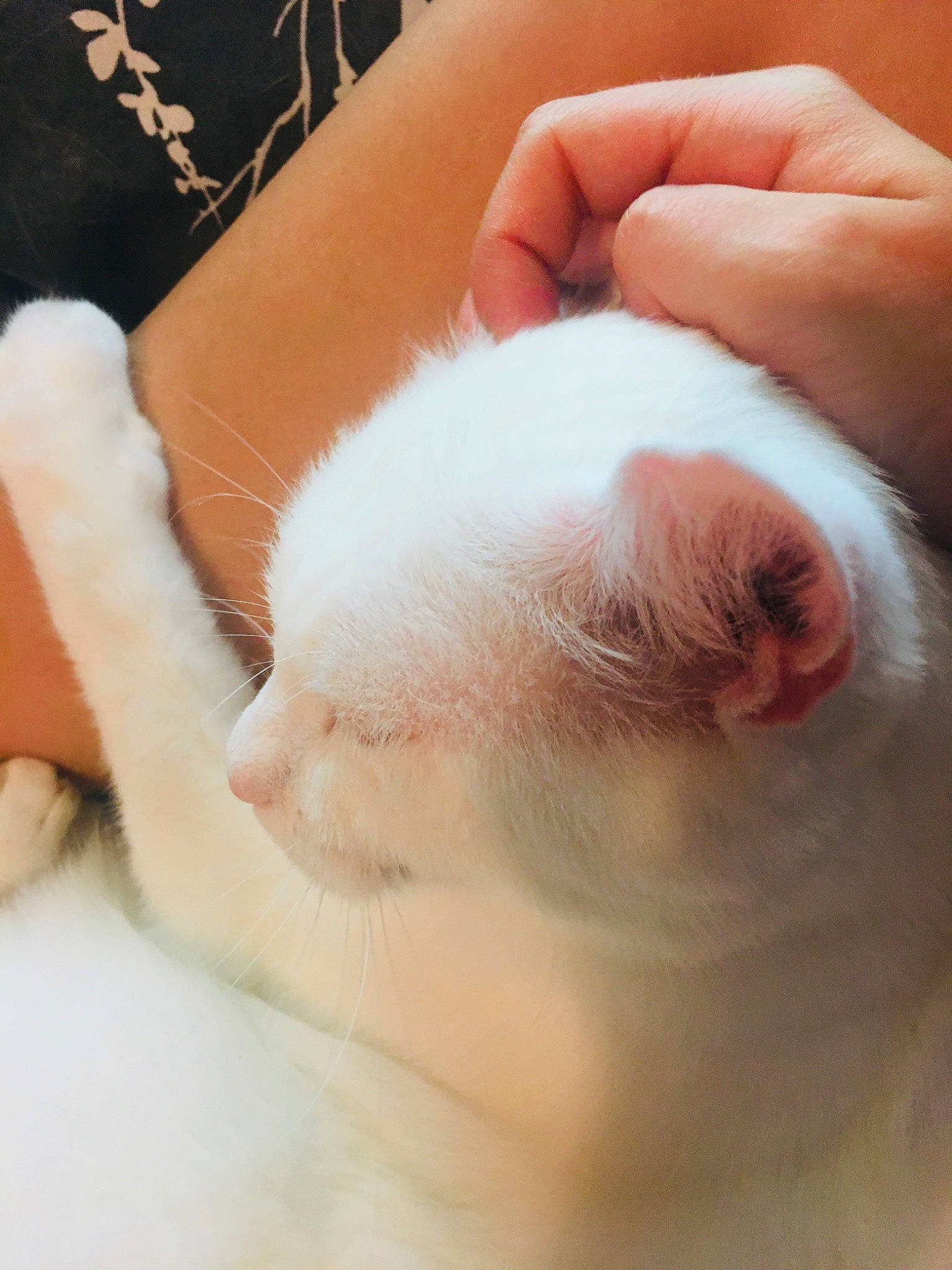Kit Kat is registered to the contest to win money with this photo: baby, cat, child, ear, felidae, fur, hand, nose, paw, rabbit, skin, snout, whiskers