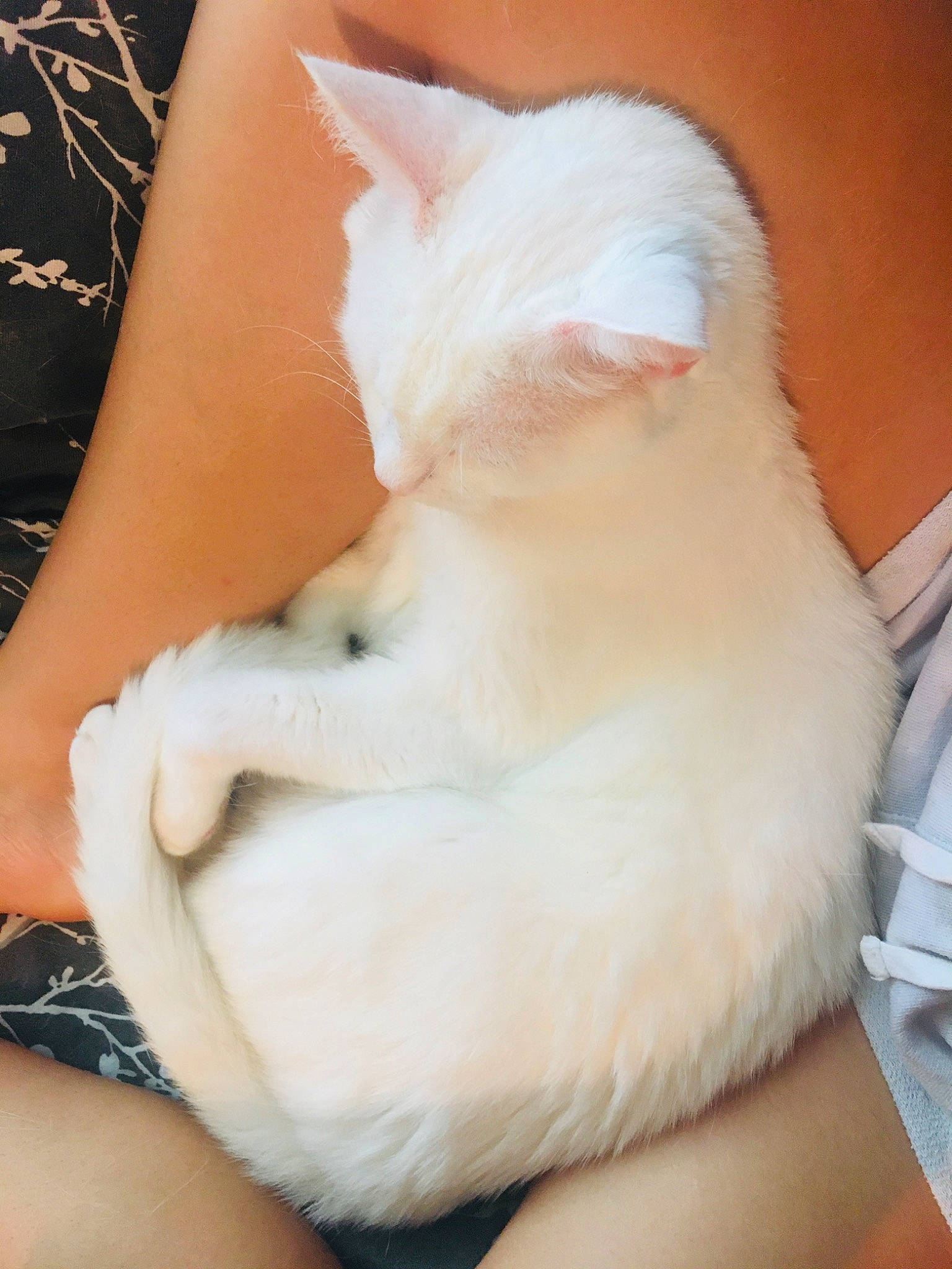 Kit Kat joined the competition — help win amazing prizes! carnivore, cat, ear, felidae, fur, khao_manee, nose, paw, skin, small_to_medium_sized_cats, tail, turkish_angora, turkish_van, whiskers