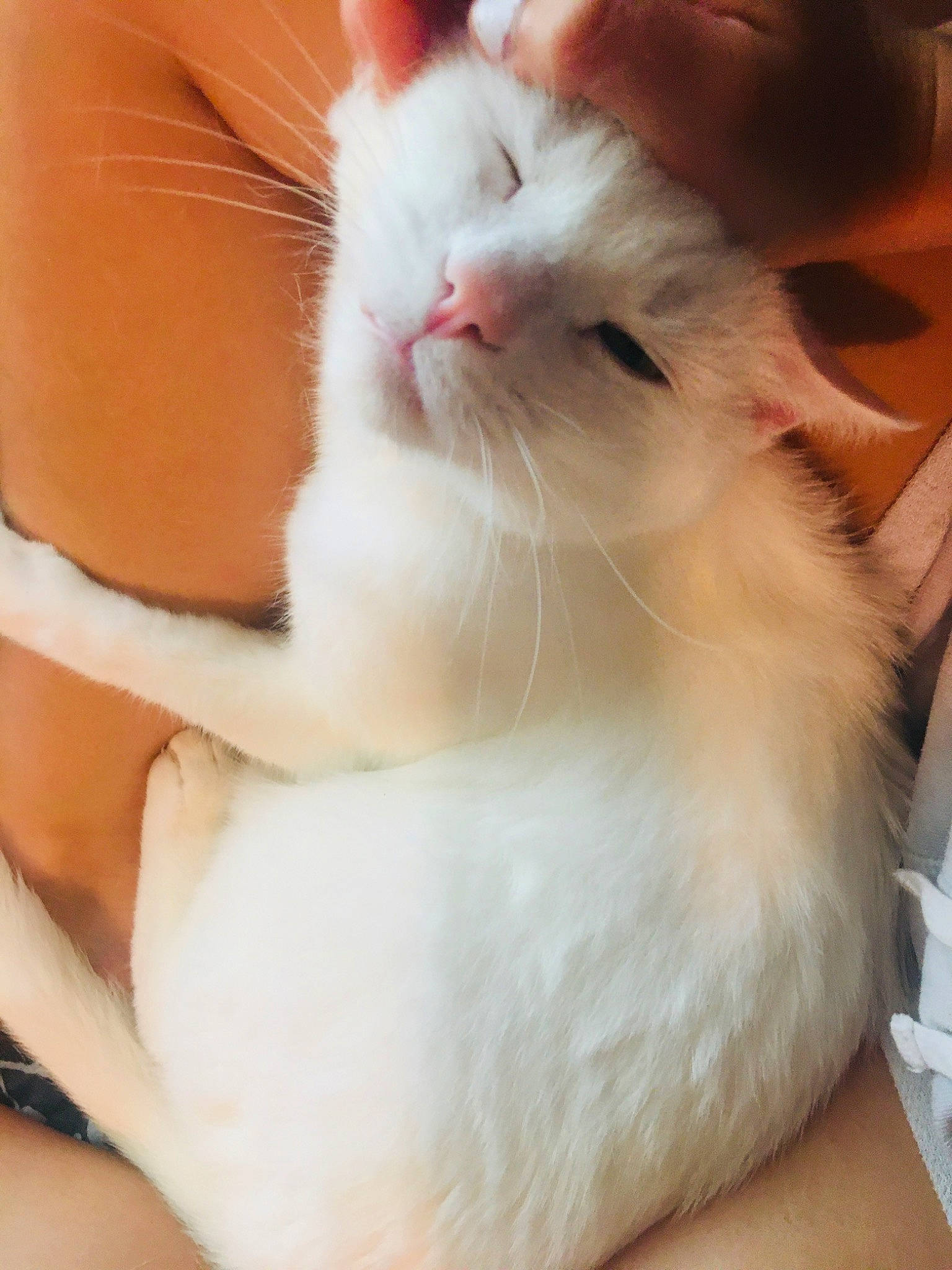 Kit Kat is registered to the contest to win money with this photo: asian, carnivore, cat, colorpoint_shorthair, fawn, felidae, fur, kitten, mammal, ragdoll, small_to_medium_sized_cats, turkish_angora, turkish_van, whiskers