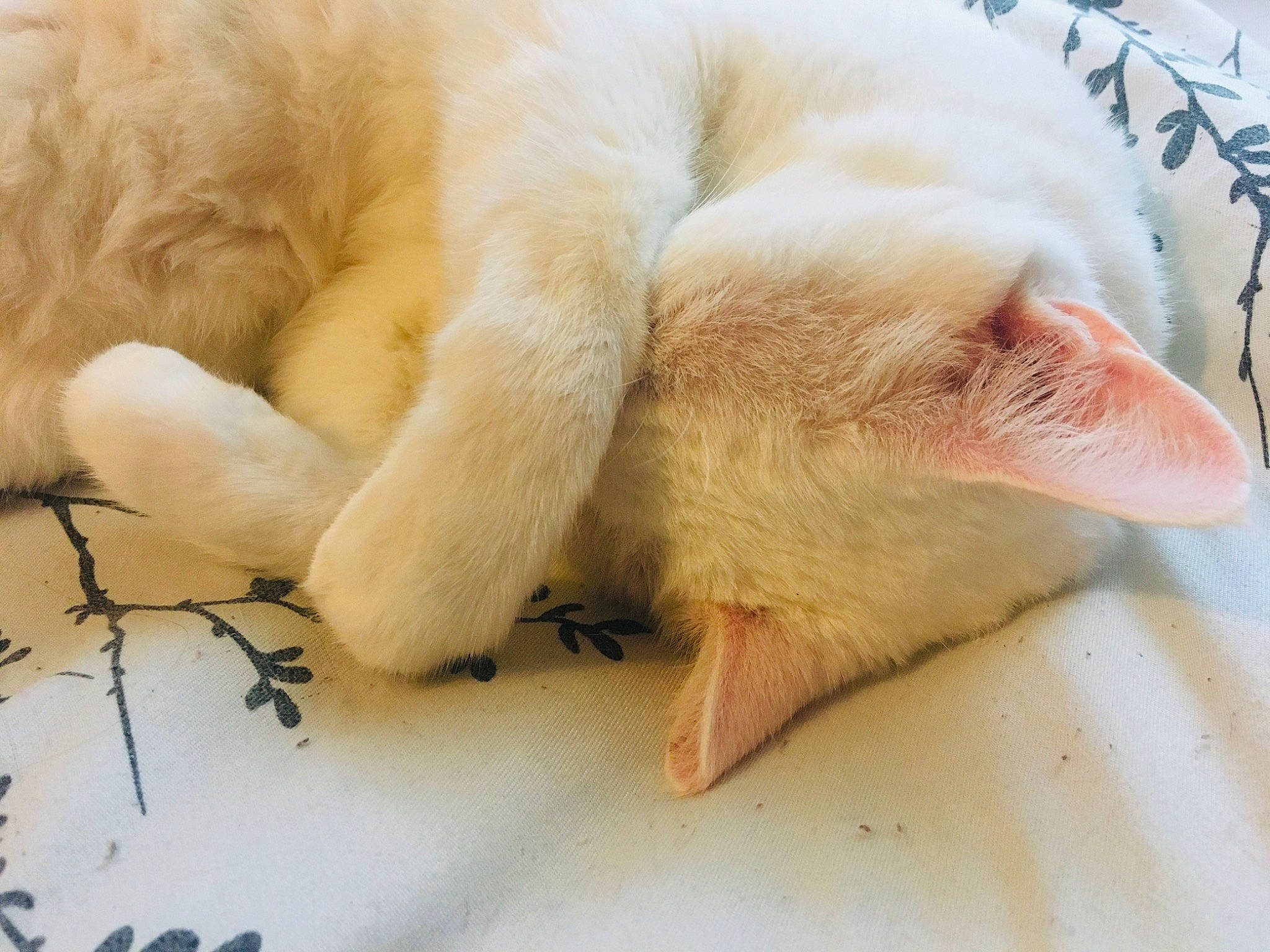 Kit Kat is registered to the contest to win money with this photo: carnivore, cat, claw, colorpoint_shorthair, ear, fawn, felidae, fur, kitten, nap, nose, paw, polydactyl_cat, ragdoll, skin, sleep, small_to_medium_sized_cats, snout, tail, whiskers
