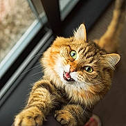 Amore joined the competition — help win amazing prizes! cat, tabby, fluffy, green_eyes, paw, meowing, indoor, window, pet, feline, cute, playful, fur, whiskers, animal, close_up, expression, adorable, domestic_cat, curious