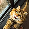 cat, tabby, fluffy, green_eyes, paw, meowing, indoor, window, pet, feline, cute, playful, fur, whiskers, animal, close_up, expression, adorable, domestic_cat, curious