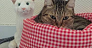 Saturne a rejoint le concours — aidez-le/la à gagner de superbes lots ! cat, tabby_cat, plush_toy, pet_bed, checkered_pattern, red_and_white, floor, indoor, wall, resting, cute, feline, toy_cat, domestic_cat, cozy, fur, animal, pet, relaxing, companion