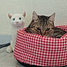 cat, tabby_cat, plush_toy, pet_bed, checkered_pattern, red_and_white, floor, indoor, wall, resting, cute, feline, toy_cat, domestic_cat, cozy, fur, animal, pet, relaxing, companion