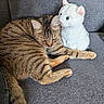 Saturne participe au concours pour gagner de l'argent avec cette photo : cat, tabby_cat, stuffed_animal, plush_toy, white_cat, couch, indoor, sleeping, relaxed, cuddling, sitting, lying_down, fur, whiskers, ears, green_eyes, pet, companion, cozy, portrait