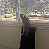 Saturne participe au concours pour gagner de l'argent avec cette photo : cat, tabby_cat, chair, window, indoor, outdoor, tree, bench, sunlight, curious, pet, animal, feline, daylight, nature, leaf, grass, park, house, sitting