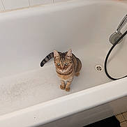 Saturne a rejoint le concours — aidez-le/la à gagner de superbes lots ! cat, tabby_cat, bathtub, bathroom, showerhead, body_wash, tile_wall, drain, floor_mat, curious, pet, indoor, animal, fur, whiskers, green_eyes, sitting, cleaning_products, household, domestic