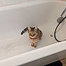 cat, tabby_cat, bathtub, bathroom, showerhead, body_wash, tile_wall, drain, floor_mat, curious, pet, indoor, animal, fur, whiskers, green_eyes, sitting, cleaning_products, household, domestic