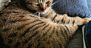 Saturne a rejoint le concours — aidez-le/la à gagner de superbes lots ! cat, kitten, tabby, striped_fur, pet, animal, couch, sofa, indoors, relaxing, sleepy, paw, whiskers, ears, tail, brown_fur, gray_cushion, portrait, close_up, cozy