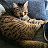 cat, kitten, tabby, striped_fur, pet, animal, couch, sofa, indoors, relaxing, sleepy, paw, whiskers, ears, tail, brown_fur, gray_cushion, portrait, close_up, cozy