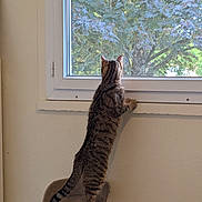 Saturne participe au concours pour gagner de l'argent avec cette photo : cat, tabby_cat, pet, animal, indoors, window, looking_out_window, tree, foliage, nature, scratching_post, standing, back_view, striped_fur, tail, ears, paws, home, portrait, daylight