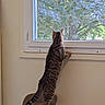 cat, tabby_cat, pet, animal, indoors, window, looking_out_window, tree, foliage, nature, scratching_post, standing, back_view, striped_fur, tail, ears, paws, home, portrait, daylight