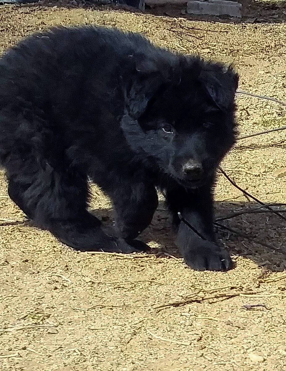 Blackjack is registered to the contest to win money with this photo: