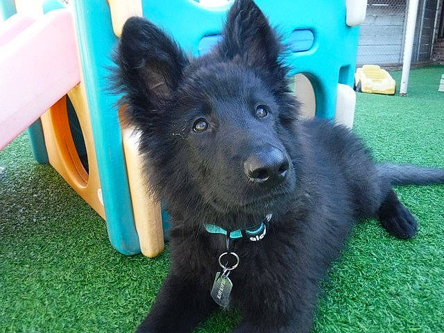 Blackjack is registered to the contest to win money with this photo: