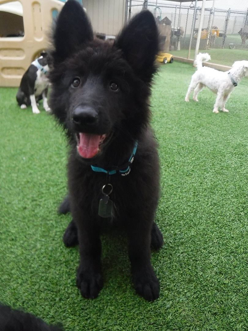 Blackjack is registered to the contest to win money with this photo: