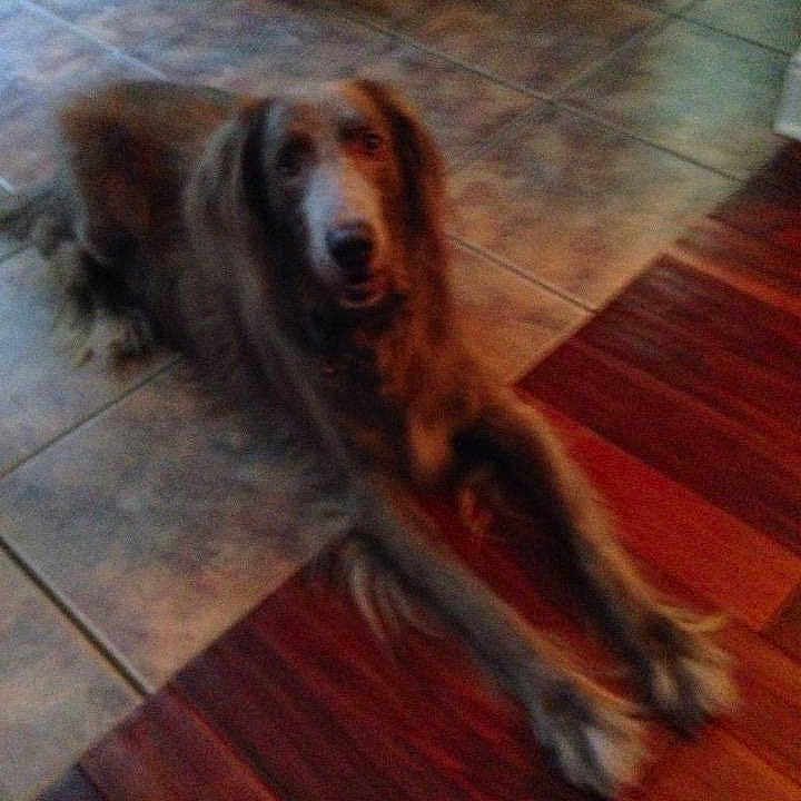 Bear