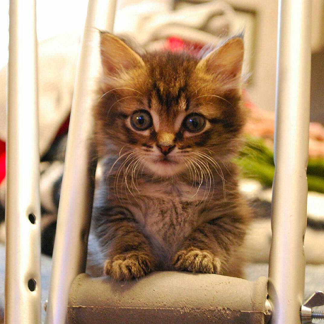 Clyde