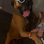 Gunner is registered to the contest to win money with this photo: dog, brown_dog, glasses, indoor, person, handshake, tongue_out, pet, playful, happy, standing, collar, floor, human_hand, animal, canine, funny_glasses, expression, interaction, domestic