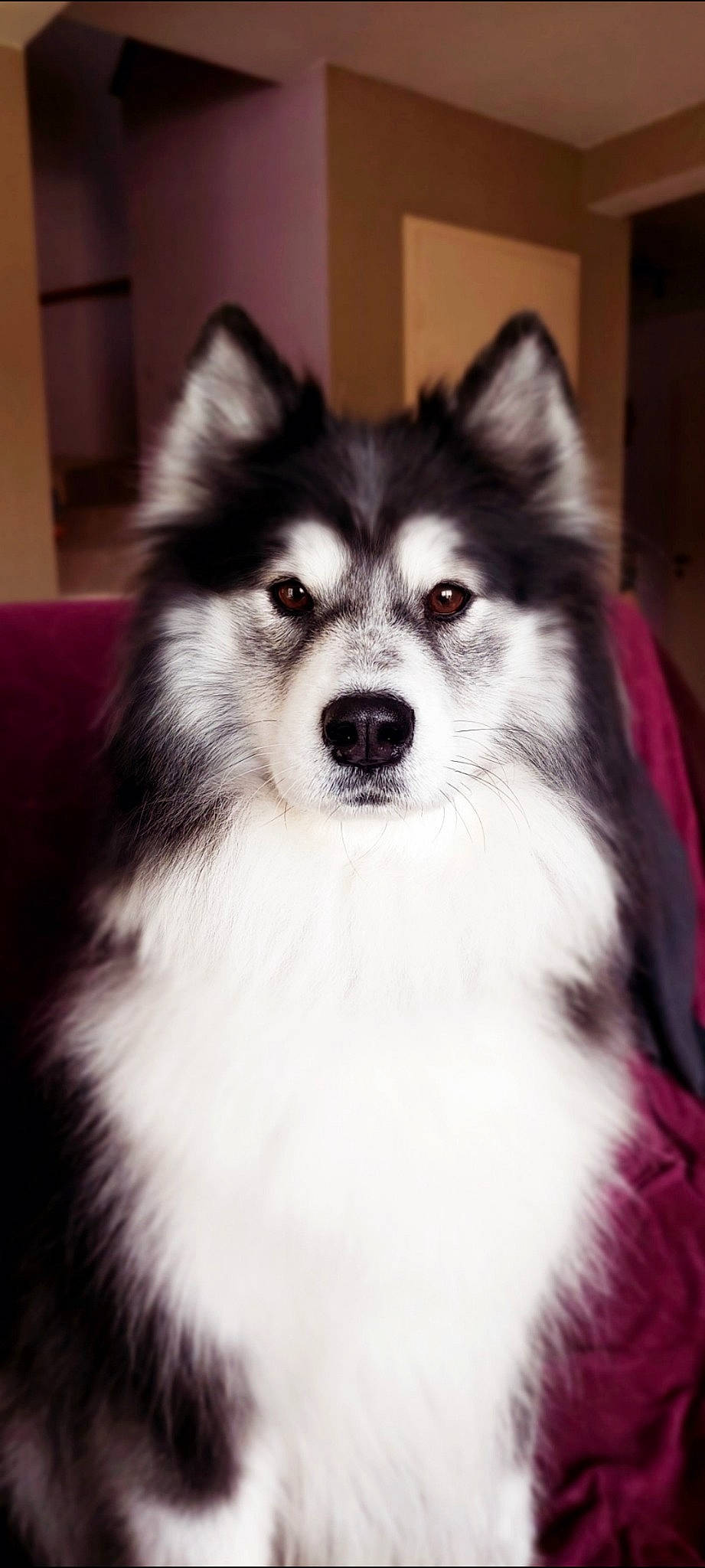 Noisette a rejoint le concours — aidez-le/la à gagner de superbes lots ! ancient_dog_breeds, canidae, canis, carnivore, companion_dog, dog, dog_breed, fur, herding_dog, iris, non_sporting_group, sled_dog, smile, snout, sporting_group, whiskers, working_animal, working_dog