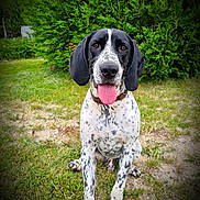 Pep'S participe au concours pour gagner de l'argent avec cette photo : animal, black_and_white, canine, collar, daytime, dog, ears, friendly, grass, happy, hedge, nature, outdoor, pet, playful, portrait, sitting, spotted, summer, tongue_out